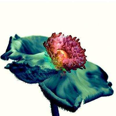 Blumen-07-2025